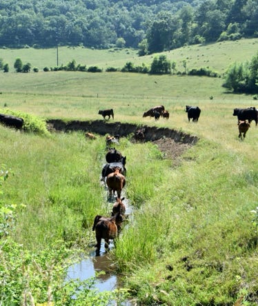 Cattle in Cooke Valley