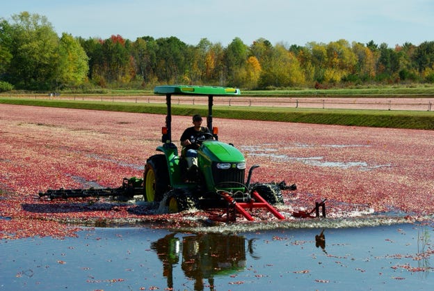 Cranberry Harvest